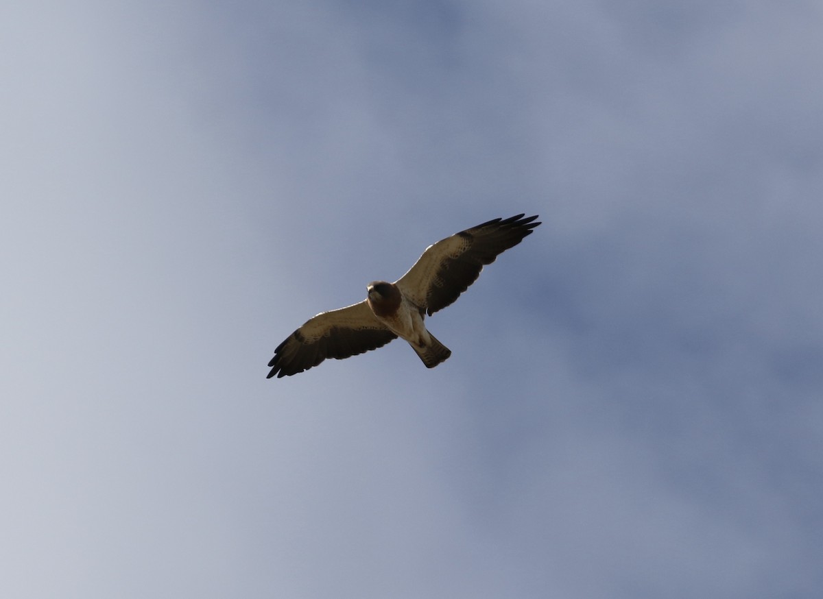 Swainson's Hawk - ML637455898