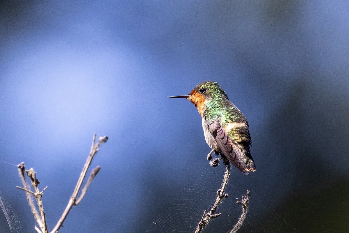 Frilled Coquette - ML637455912