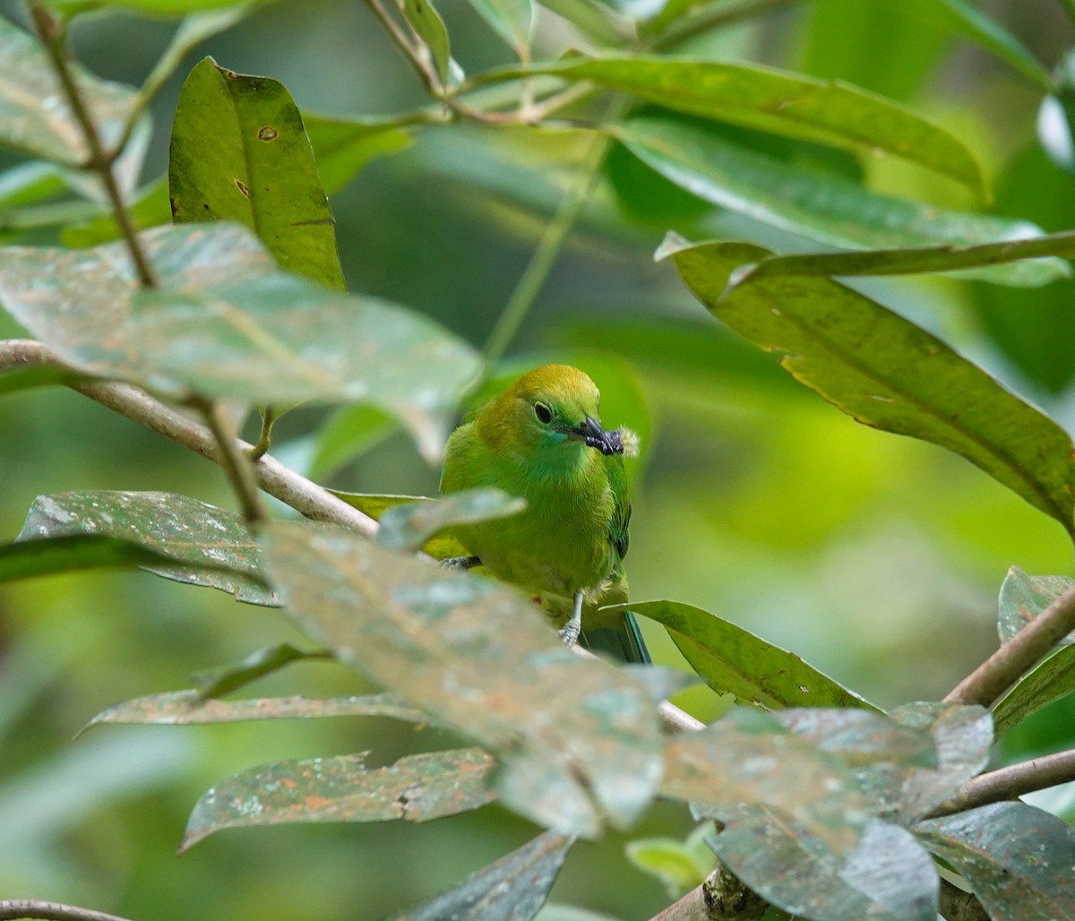 Blue-winged Leafbird - ML637455929