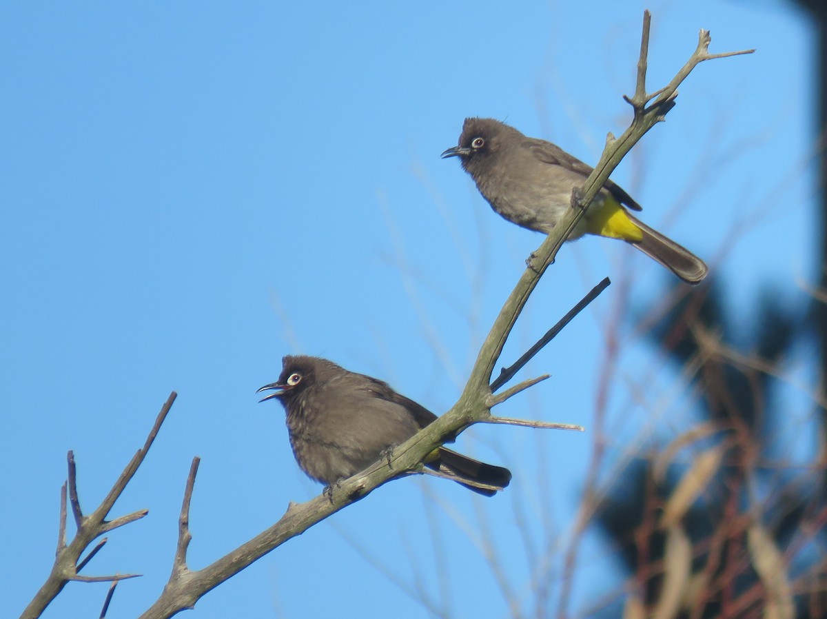 Cape Bulbul - ML637455949