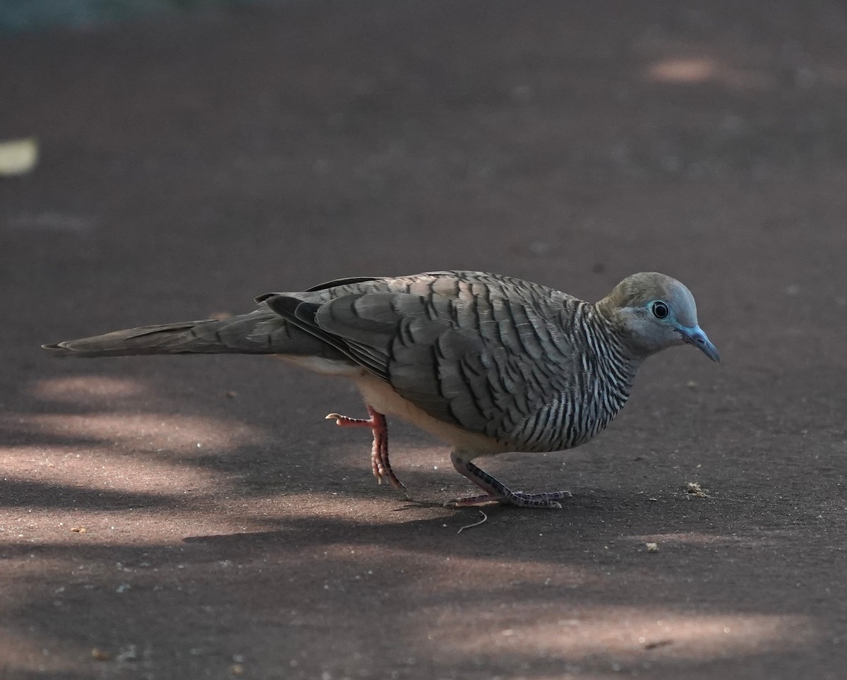 Zebra Dove - ML637455951