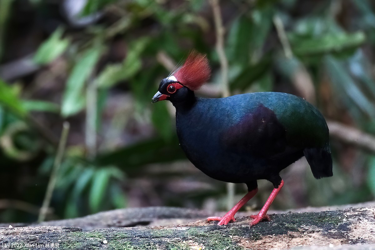 Crested Partridge - ML637455984