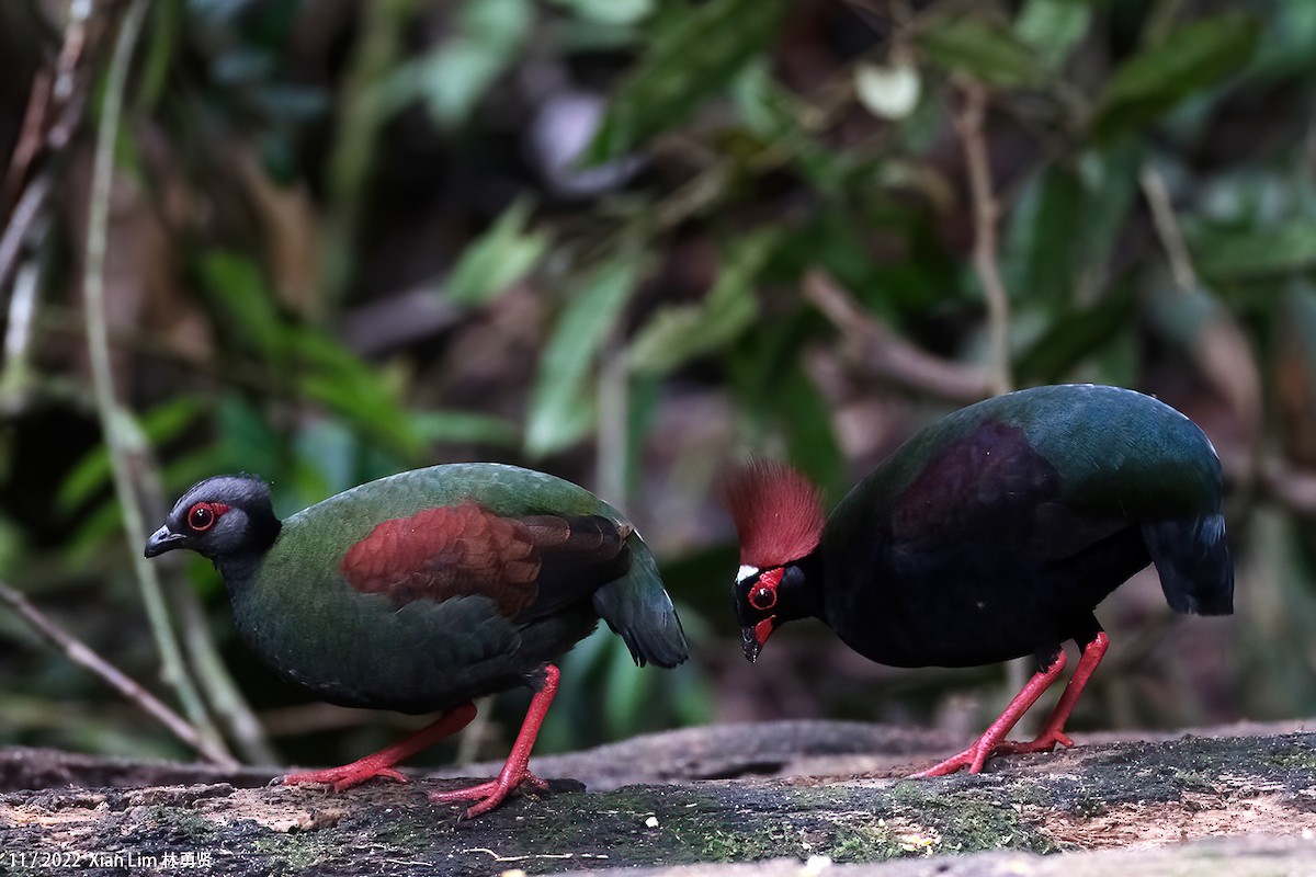 Crested Partridge - ML637455985