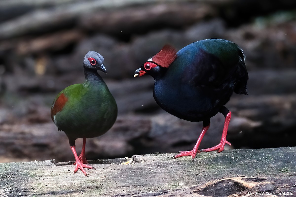 Crested Partridge - ML637455986