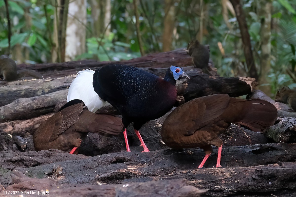 Bulwer's Pheasant - ML637455992