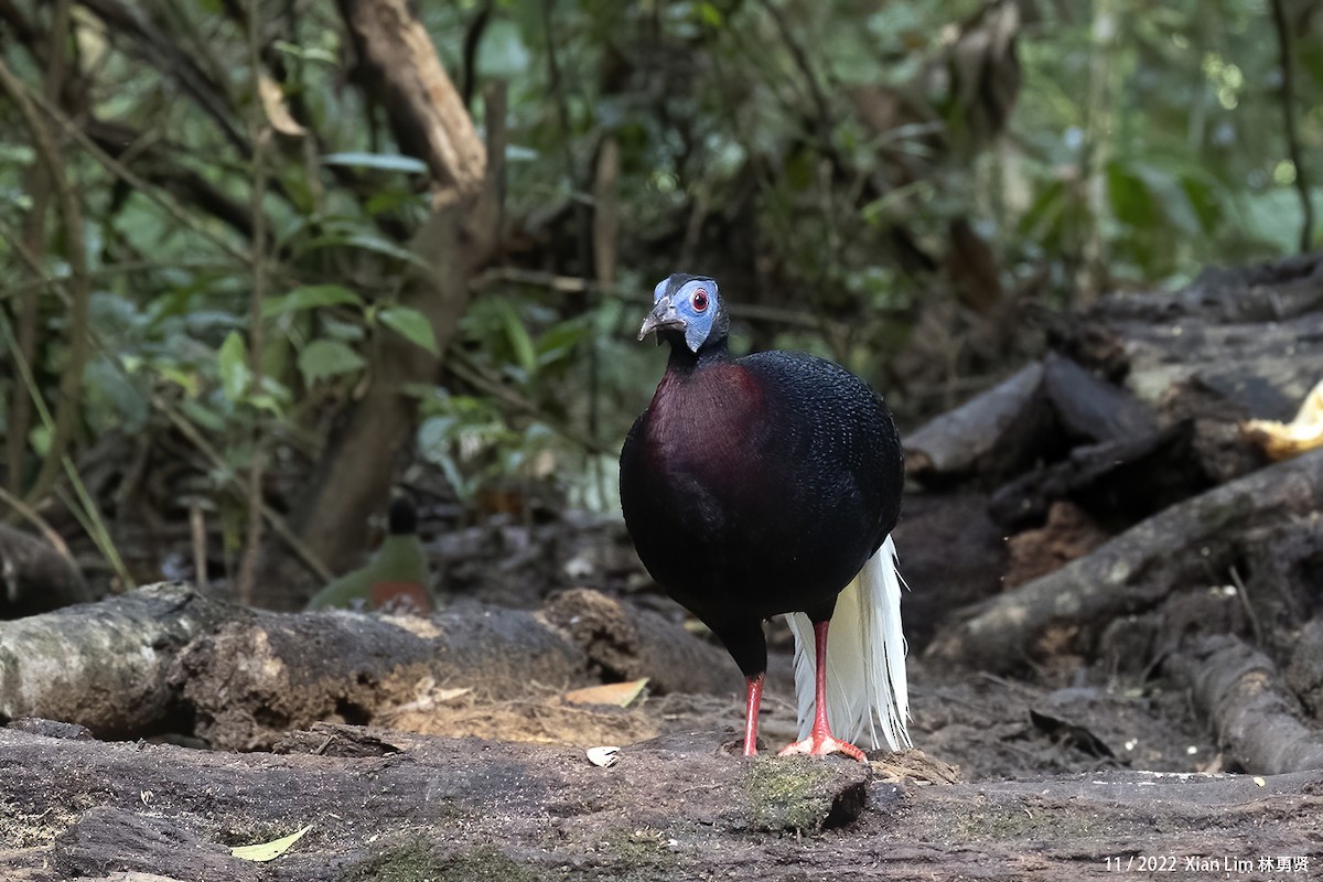 Bulwer's Pheasant - ML637455993