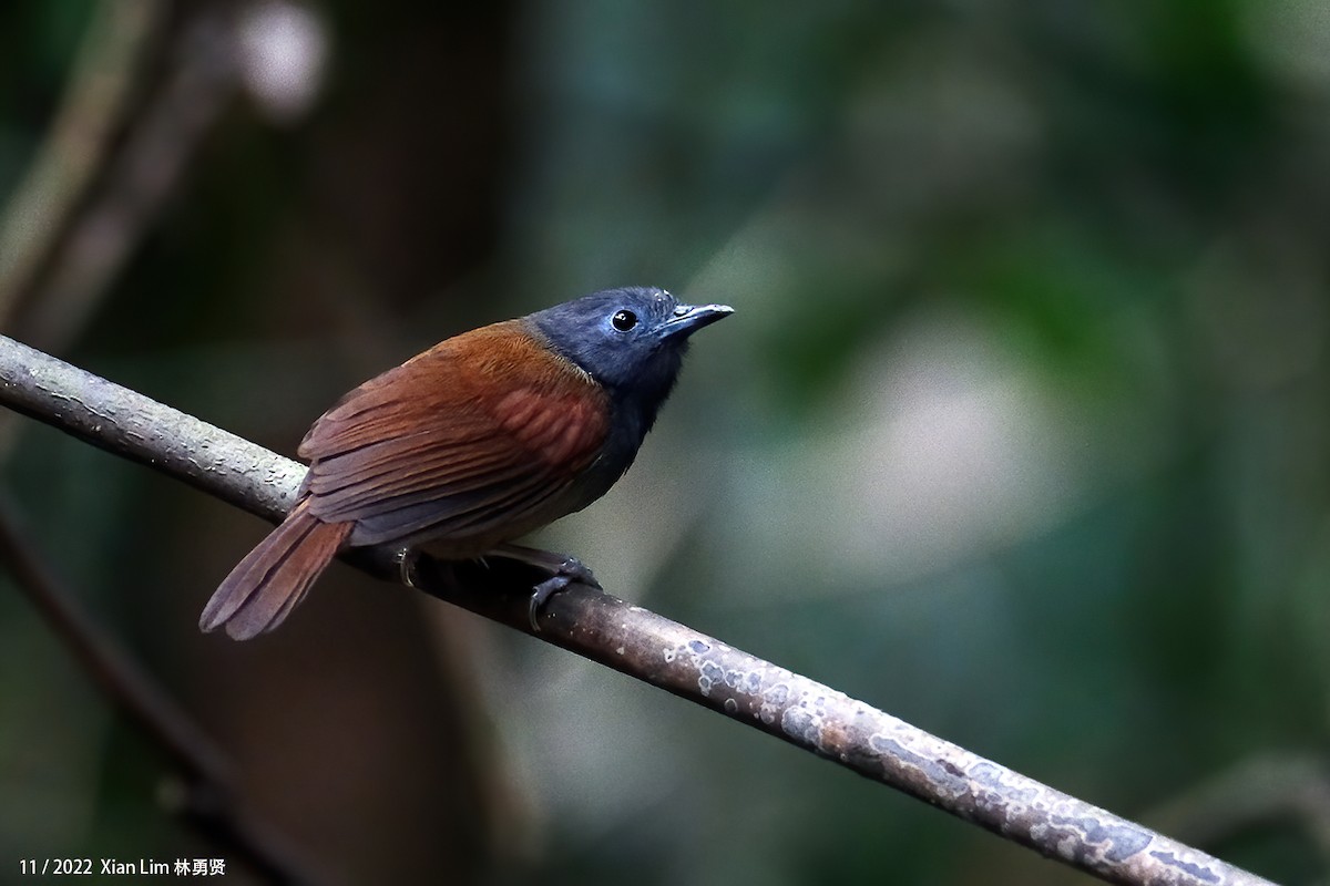 Gray-hooded Babbler - ML637456015