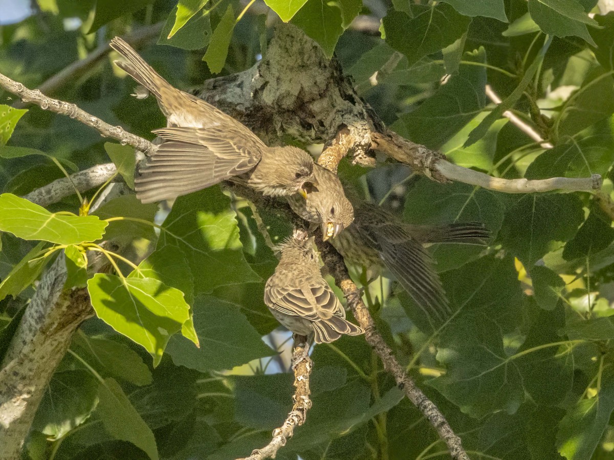 House Finch - ML637456045