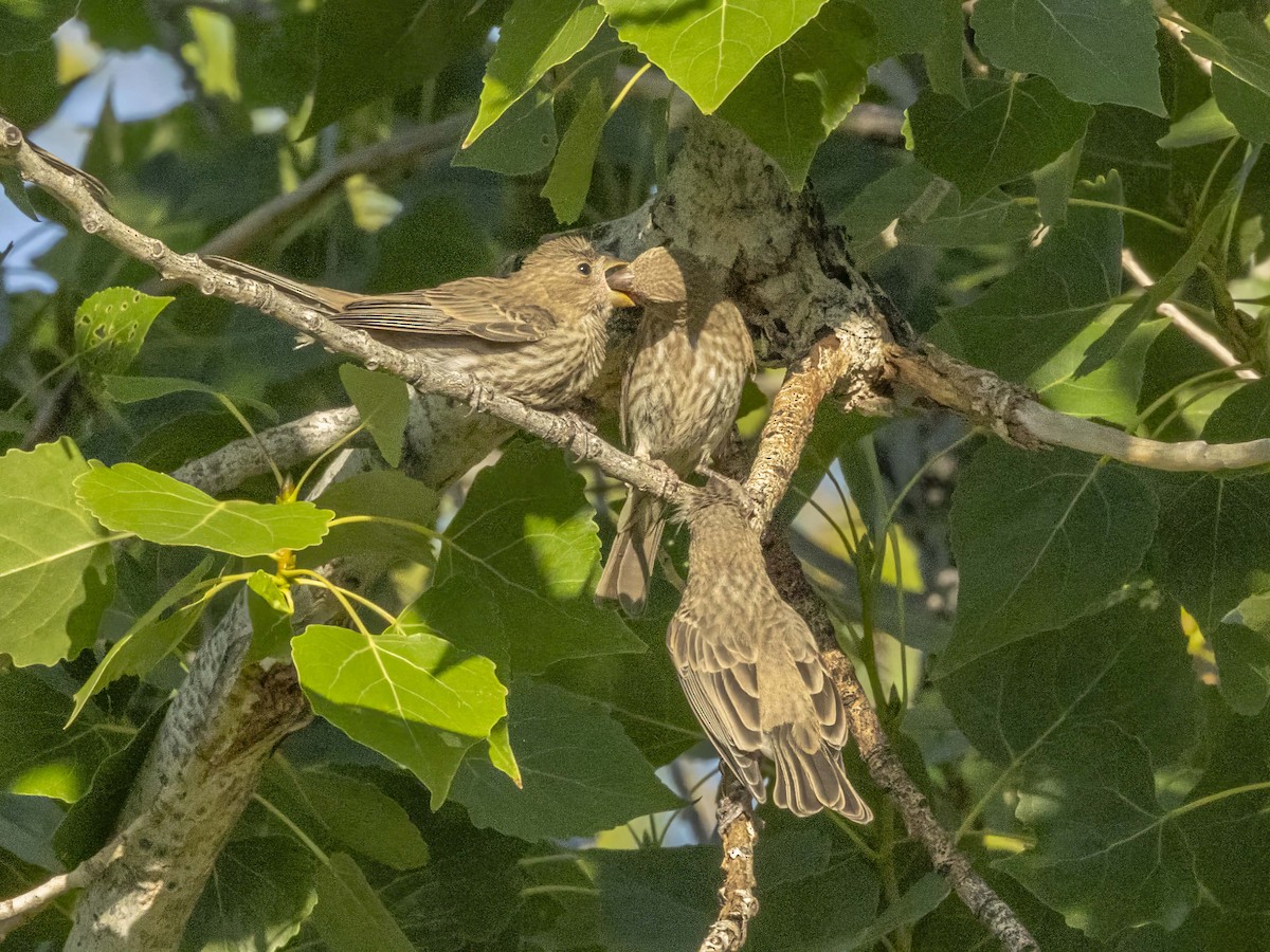 House Finch - ML637456047
