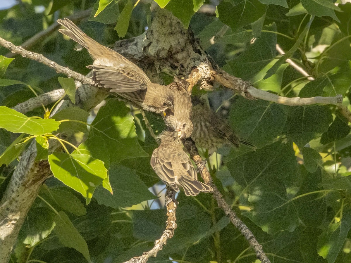 House Finch - ML637456048