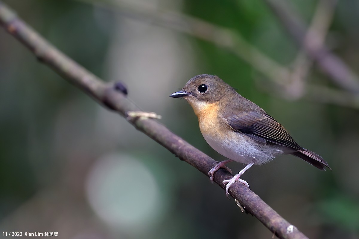 Rufous-chested Flycatcher - ML637456050