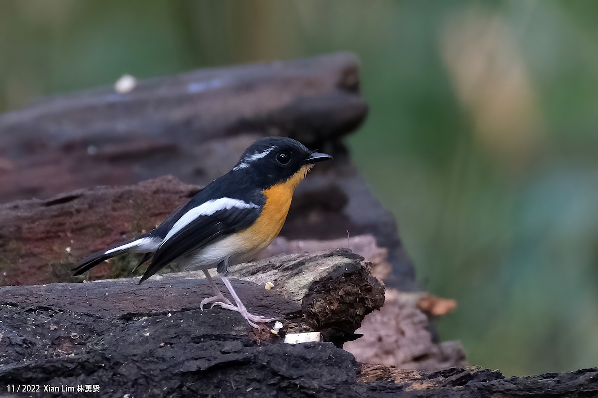 Rufous-chested Flycatcher - ML637456051