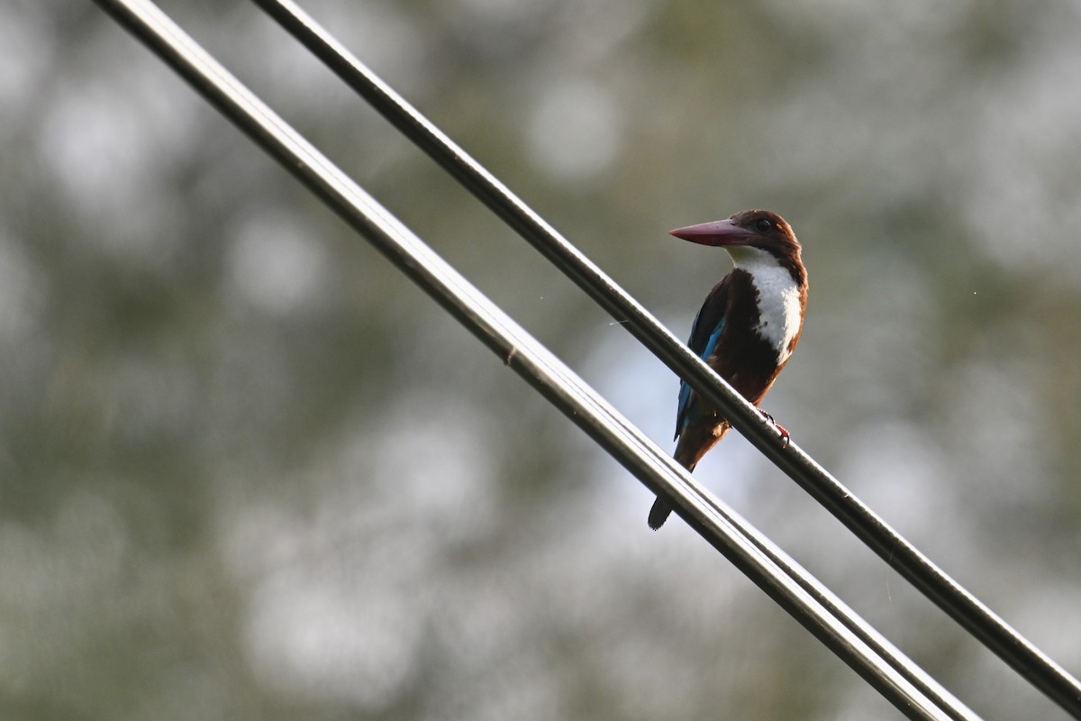 White-throated Kingfisher - ML637456052