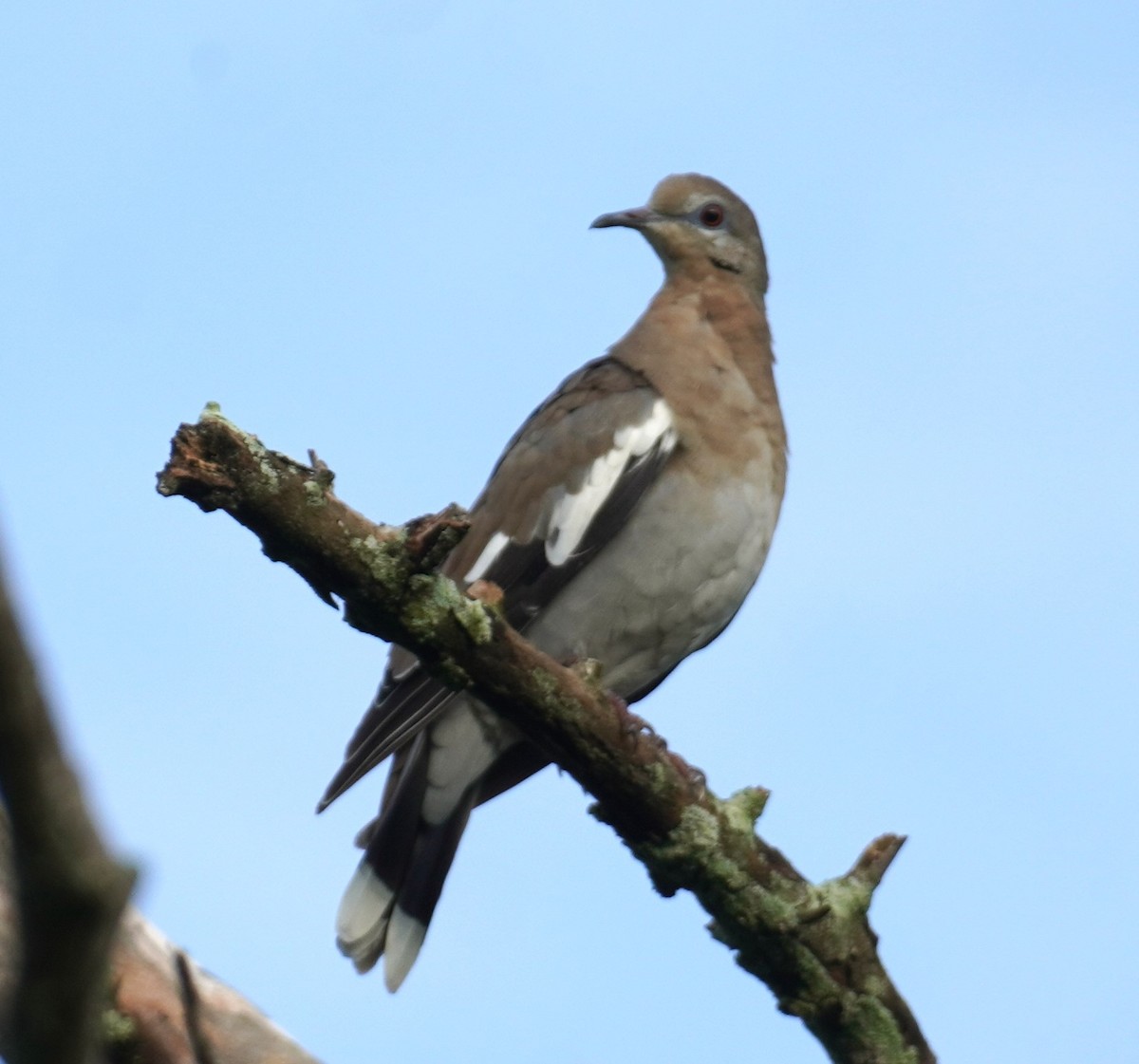 White-winged Dove - ML637456080