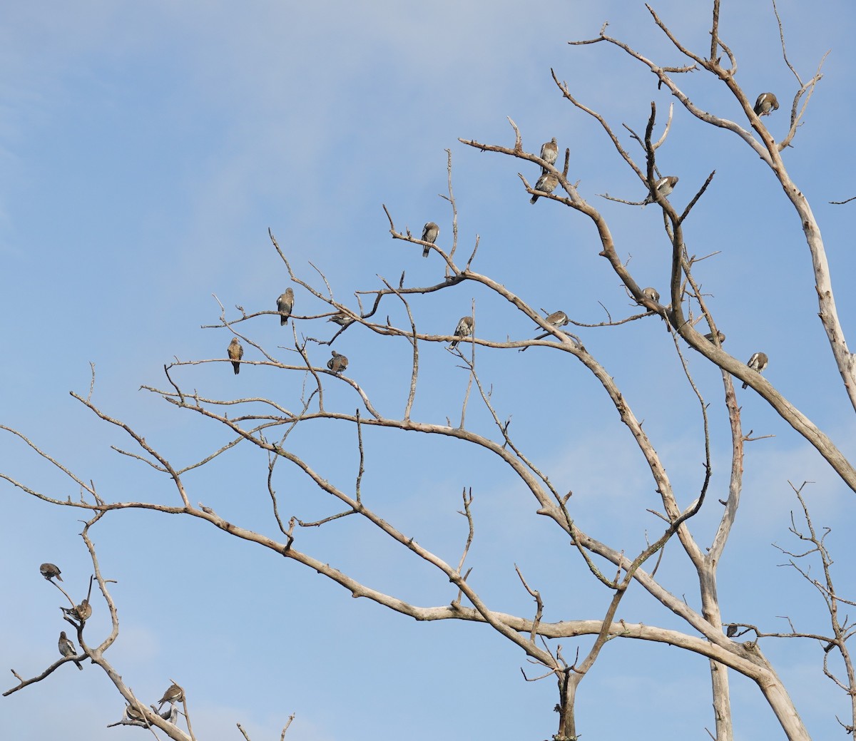 White-winged Dove - ML637456081