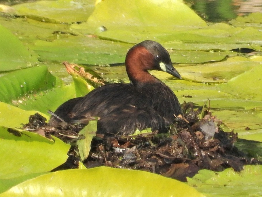 Little Grebe - ML637456083