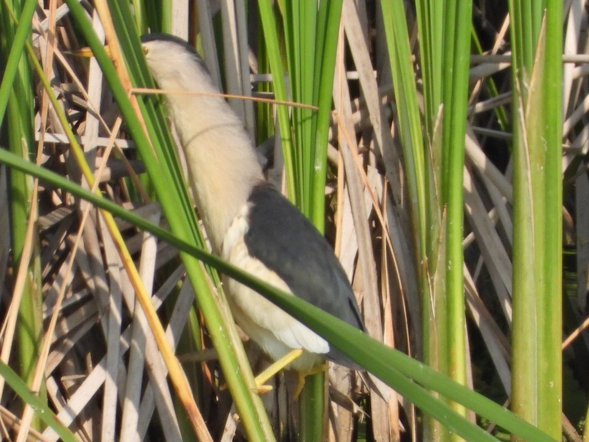 Little Bittern - ML637456091
