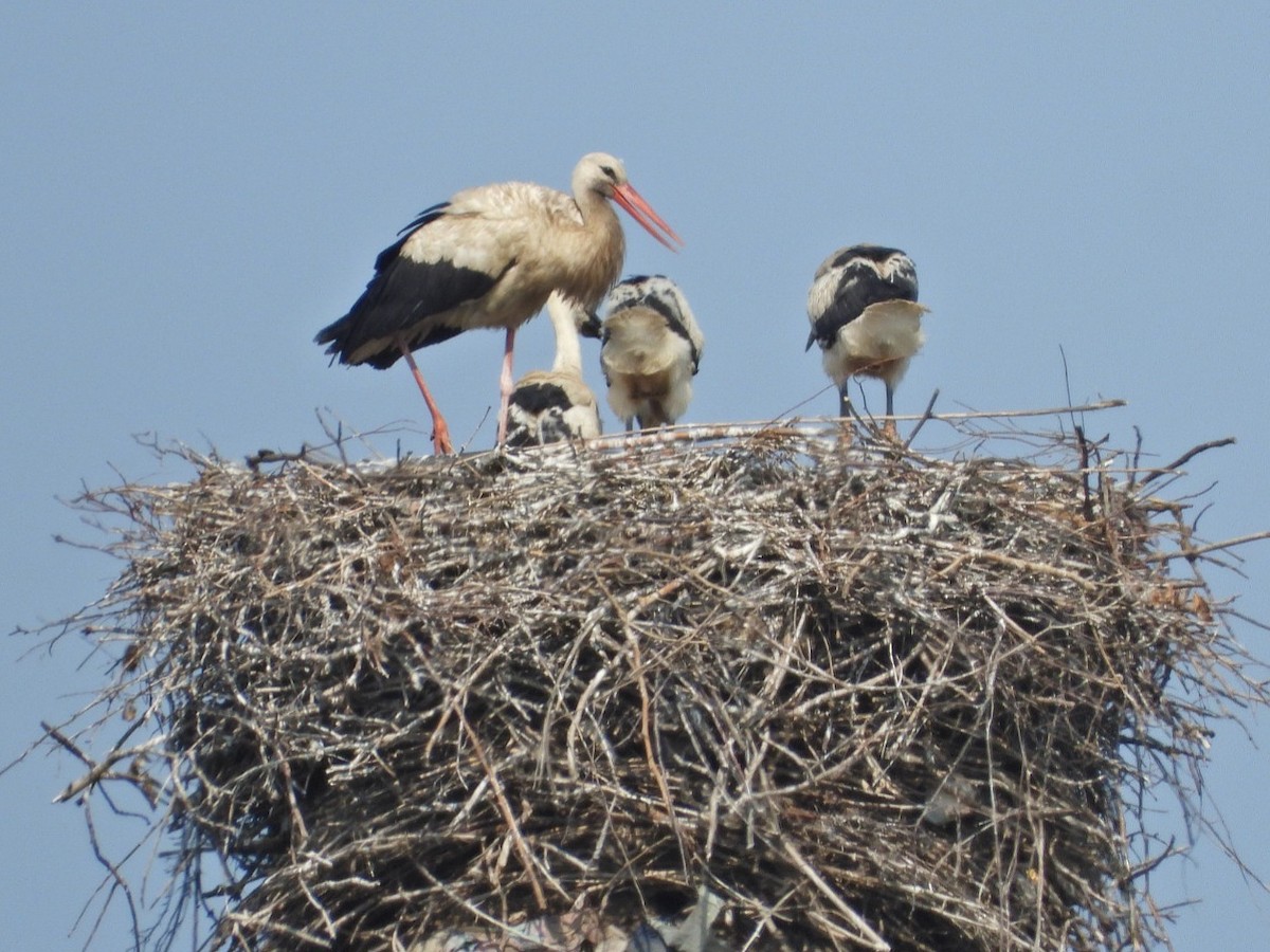 White Stork - ML637456094