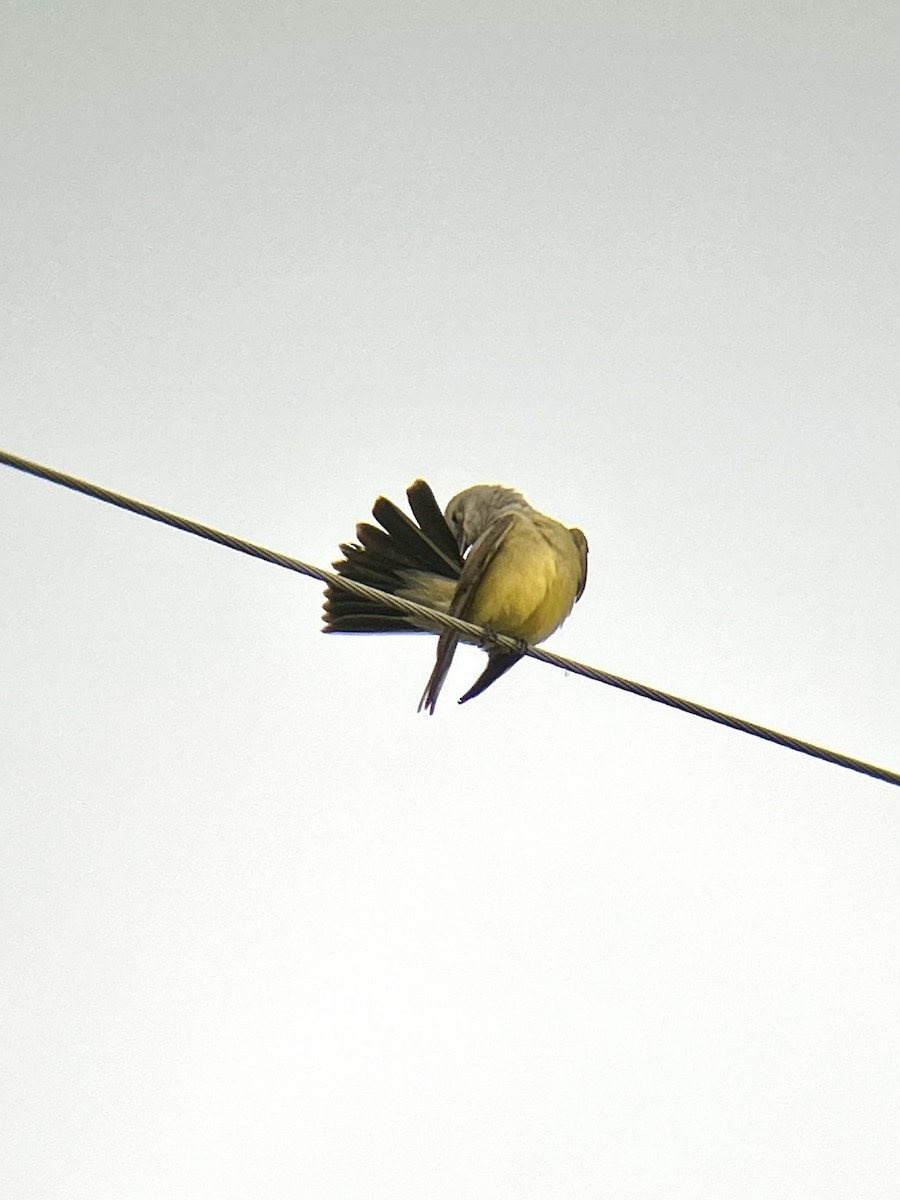 Western Kingbird - ML637456098