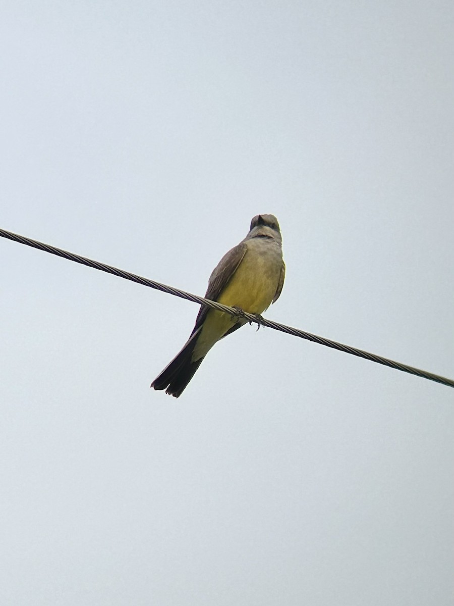 Western Kingbird - ML637456101