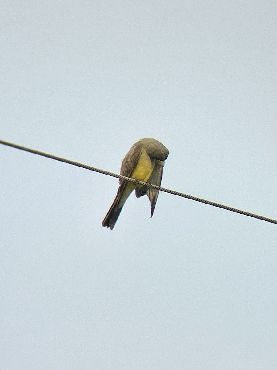 Western Kingbird - ML637456102