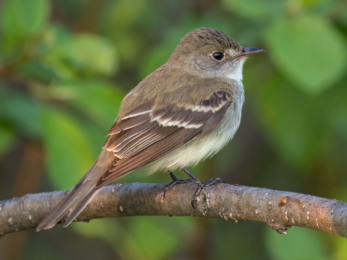 Alder Flycatcher - ML637456103