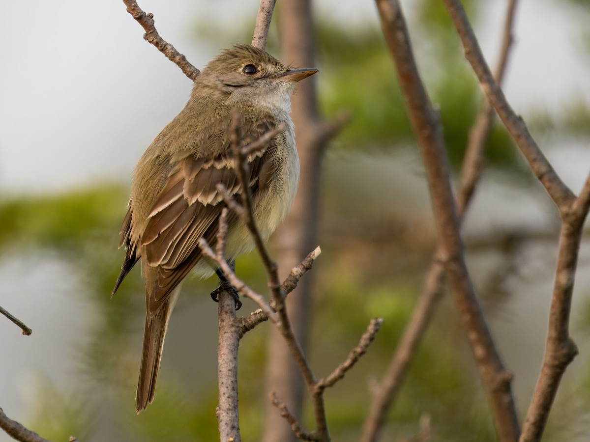 Alder Flycatcher - ML637456104