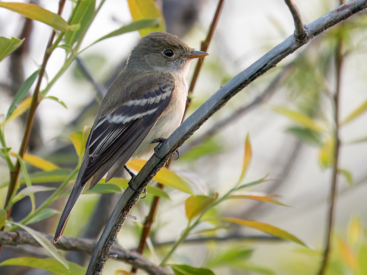 Alder Flycatcher - ML637456105