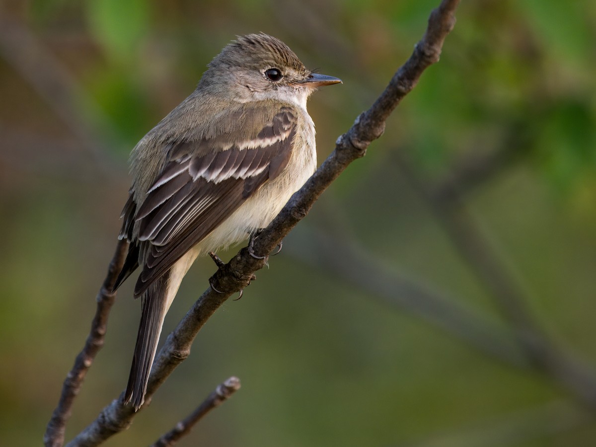 Alder Flycatcher - ML637456109