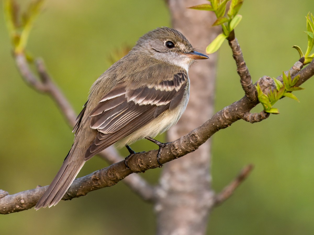 Alder Flycatcher - ML637456110