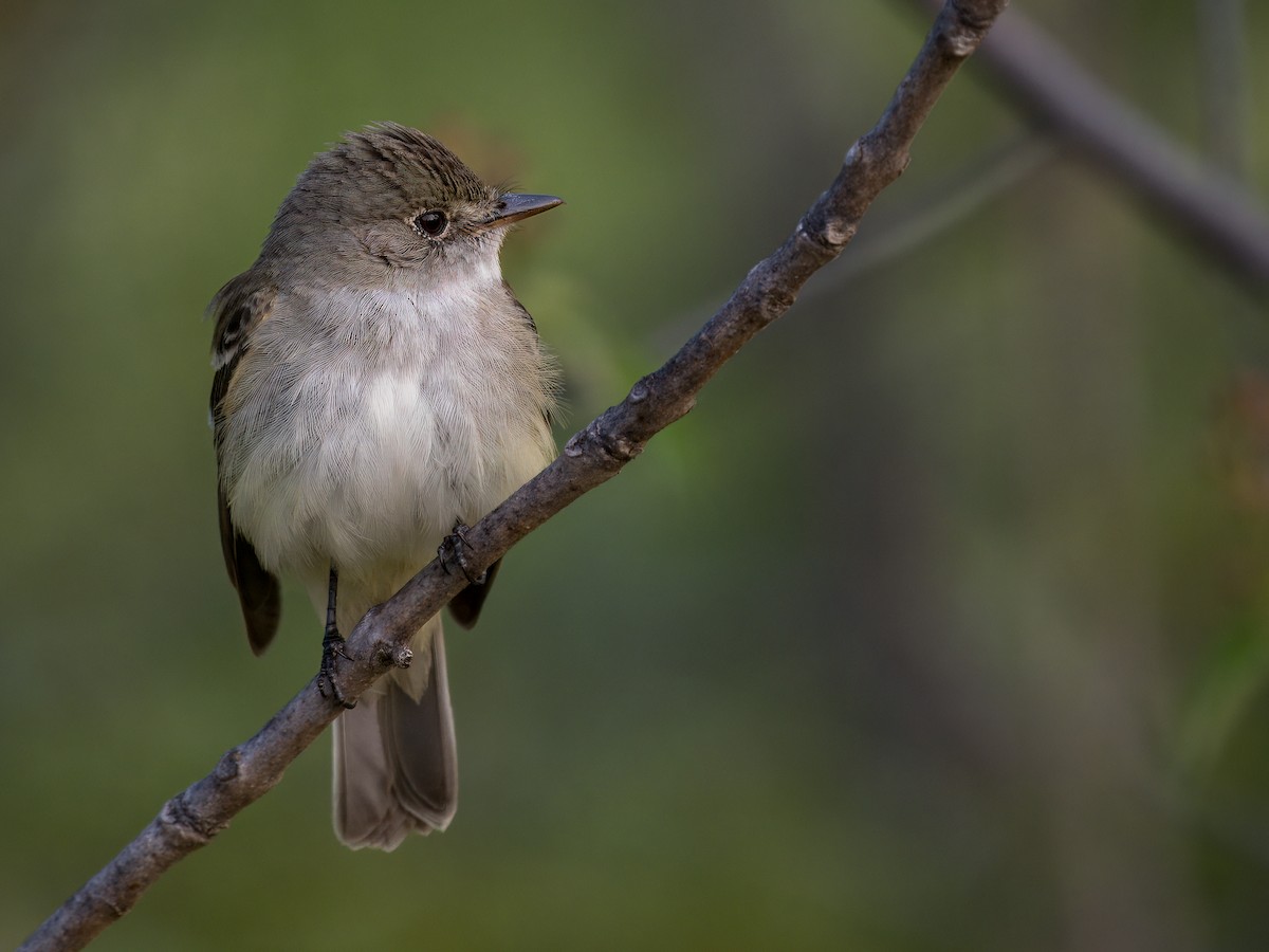 Alder Flycatcher - ML637456111