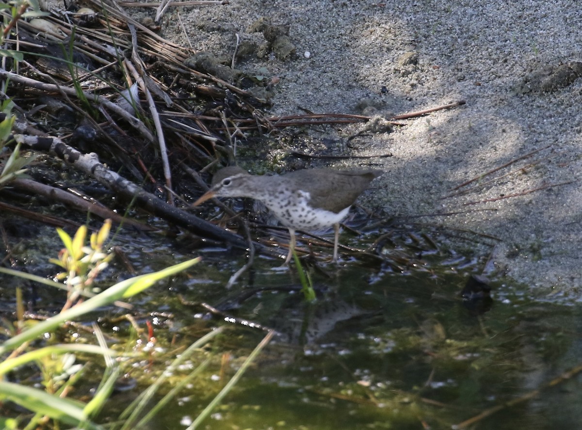 Spotted Sandpiper - ML637456112