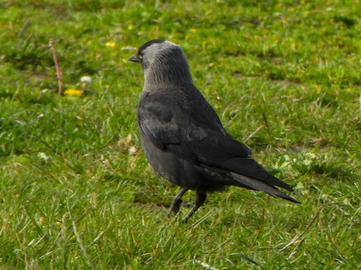 Eurasian Jackdaw - ML637456118
