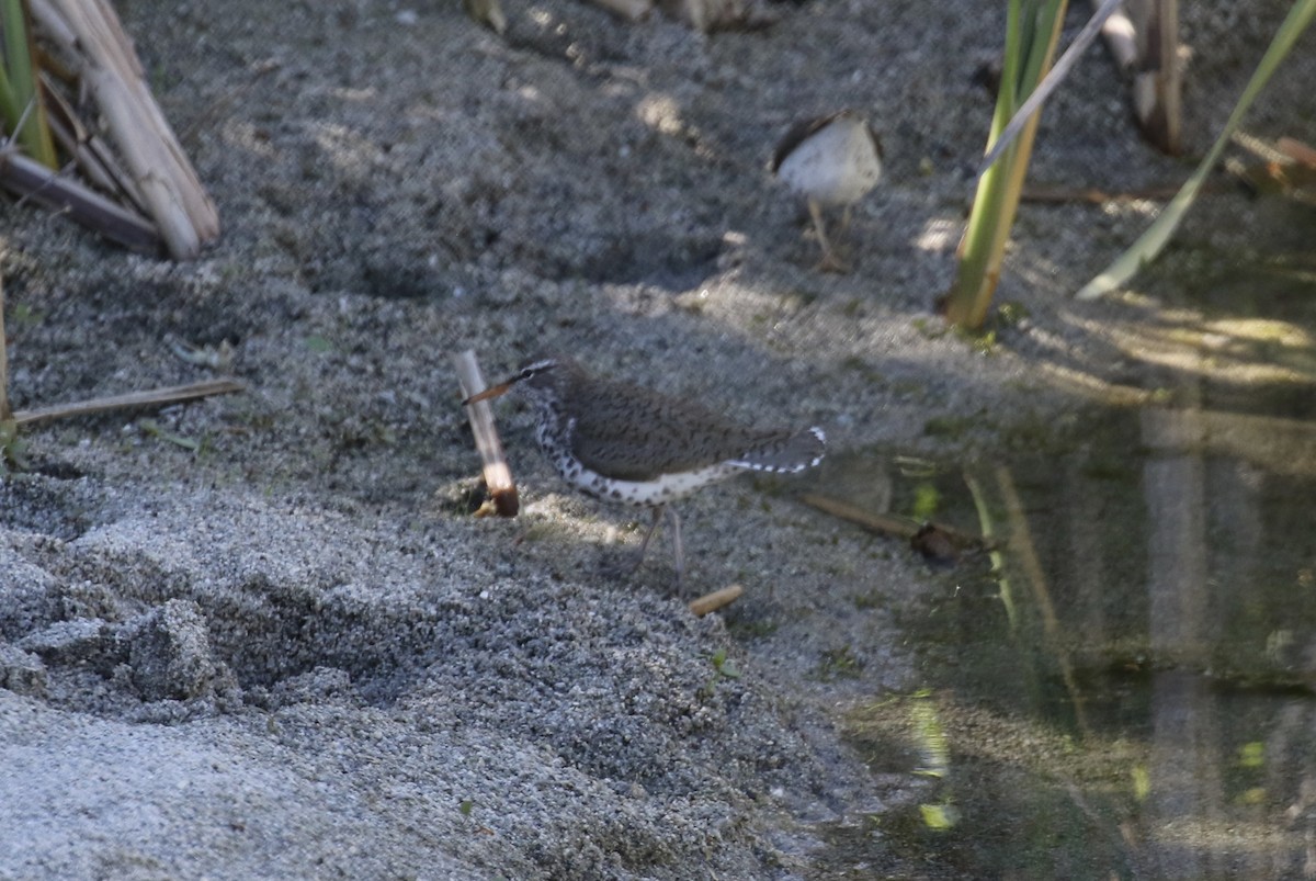 Spotted Sandpiper - ML637456119