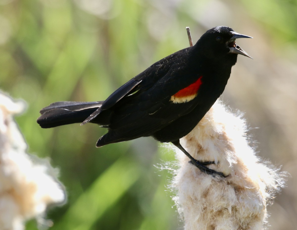 Red-winged Blackbird - ML637456130