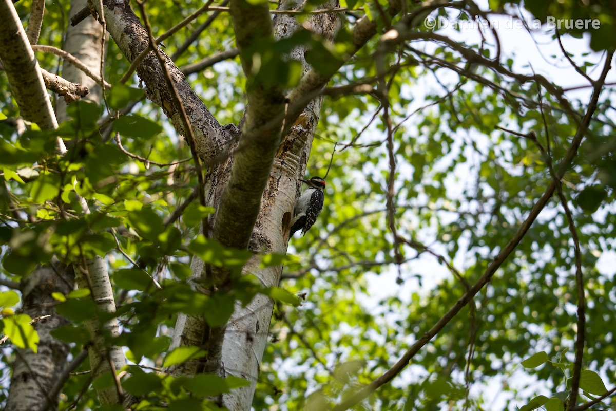 Hairy Woodpecker - ML637456137