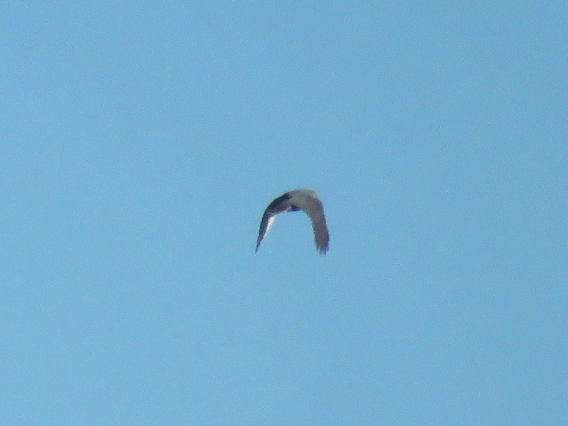 Black-winged Kite (African) - ML637456142