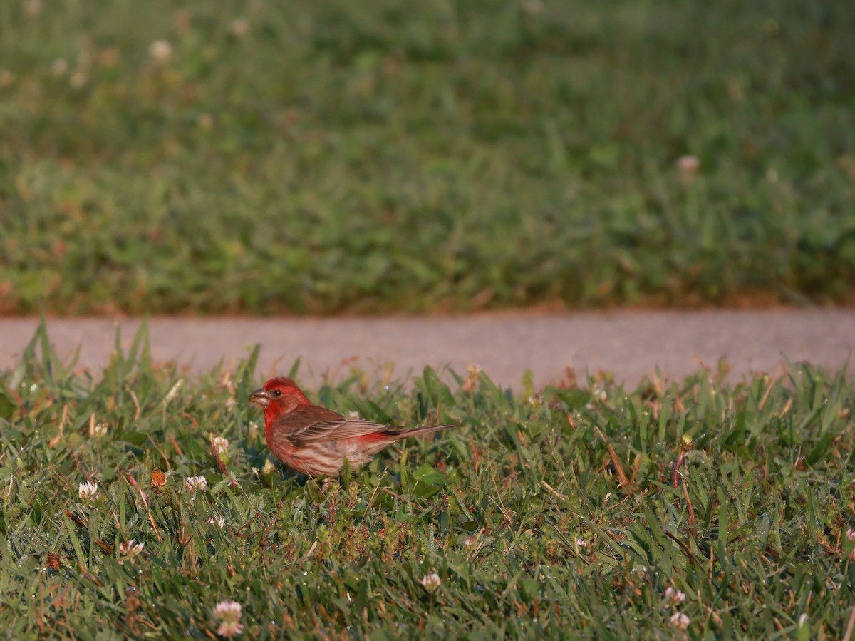 House Finch - ML637456209