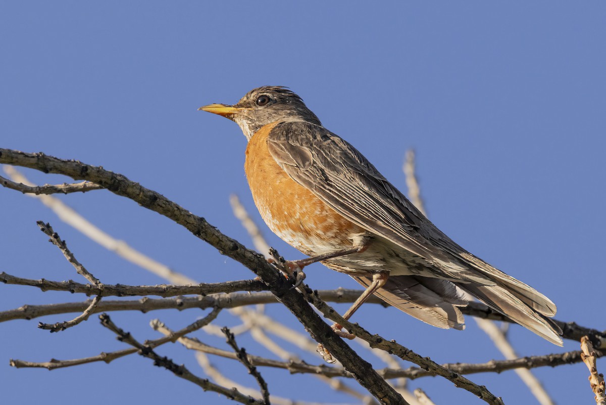 American Robin - ML637456216