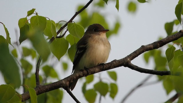 tyranovec olšový - ML637456252