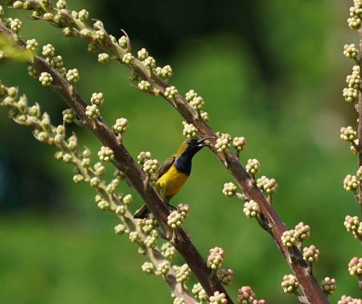 Ornate Sunbird - ML637456255