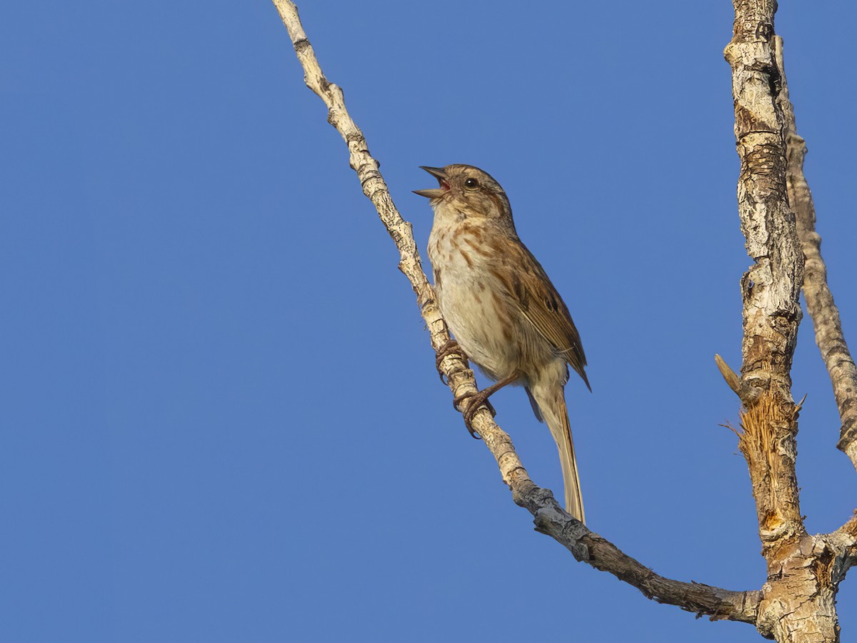 Song Sparrow - ML637456261