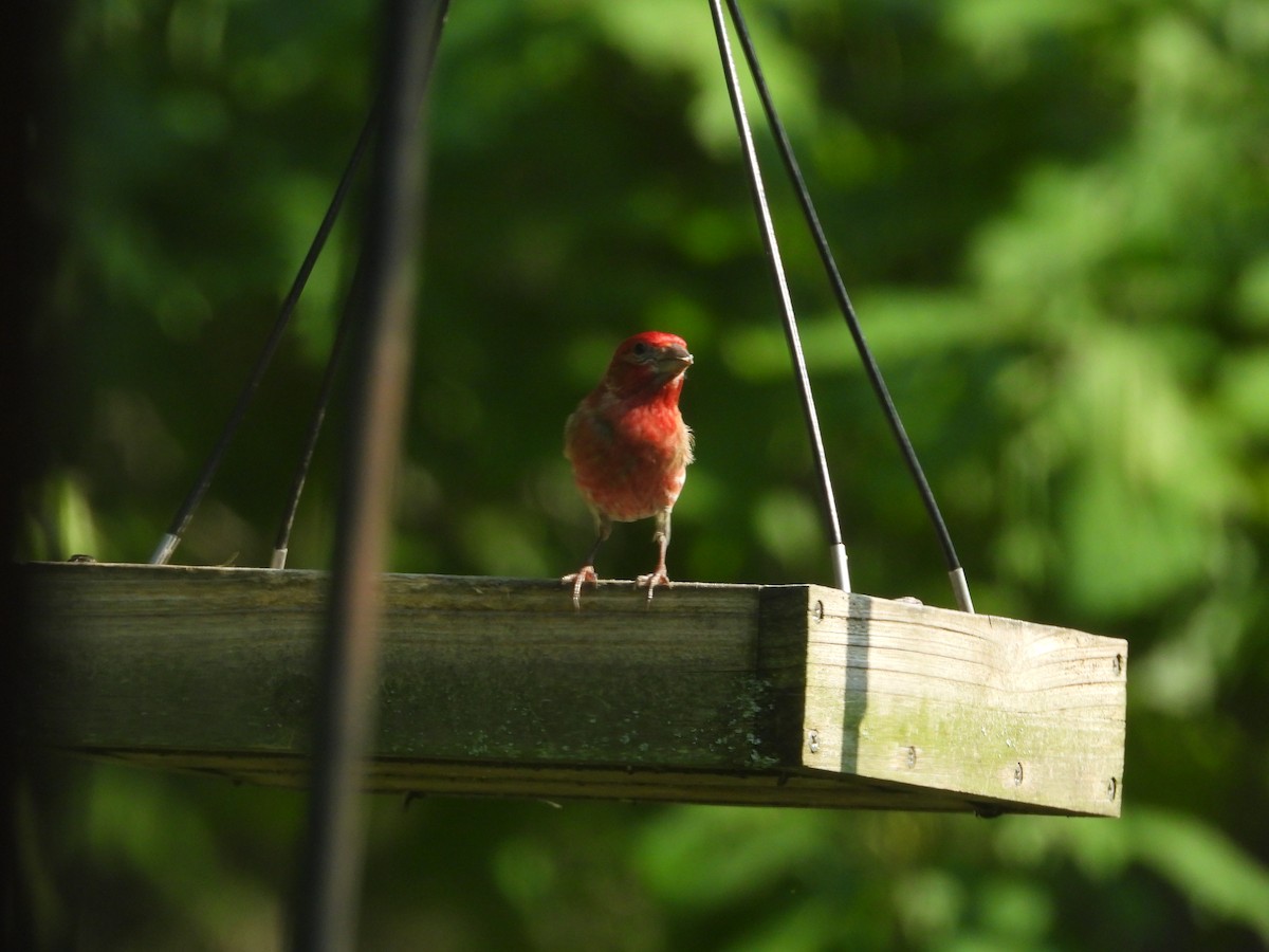 House Finch - ML637456318