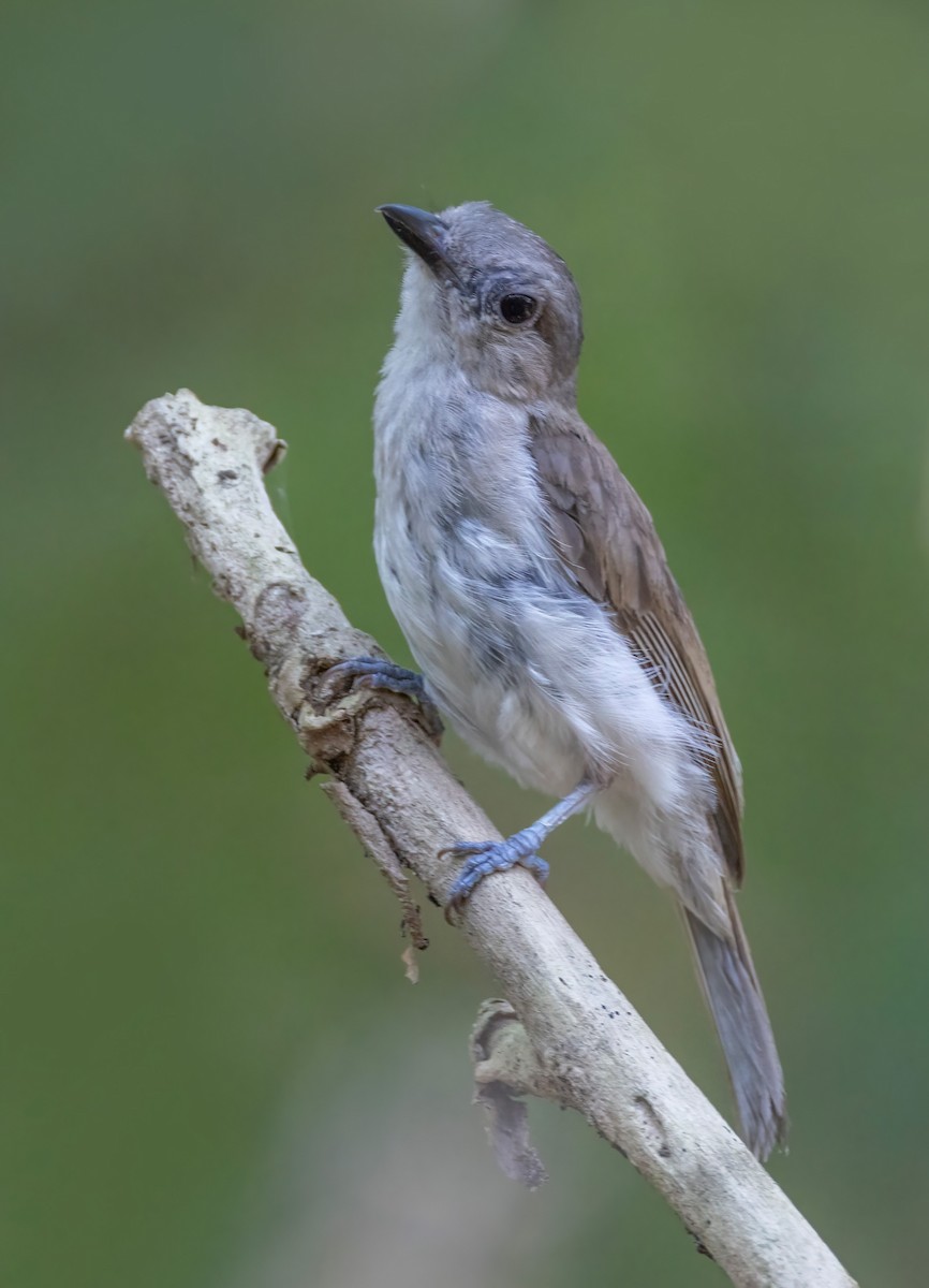 Mangrove Whistler - ML637456328