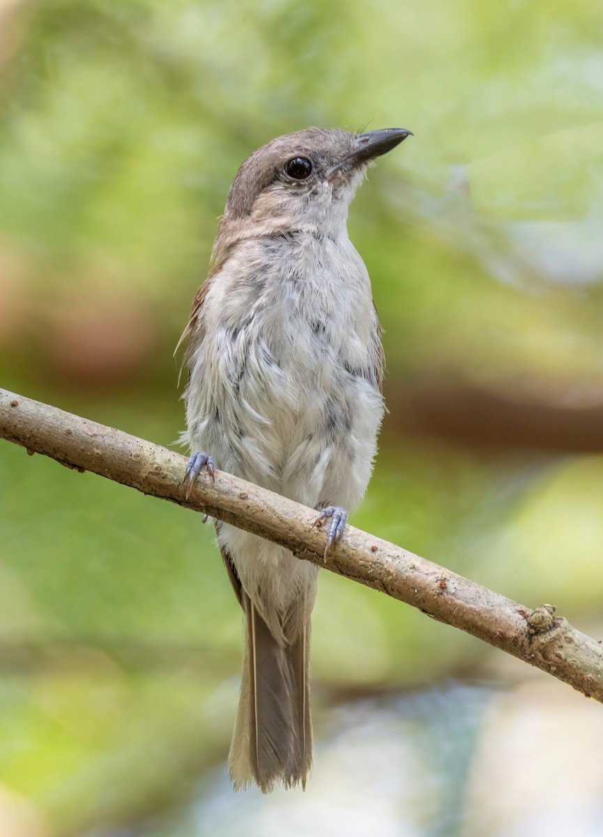 Mangrove Whistler - ML637456330