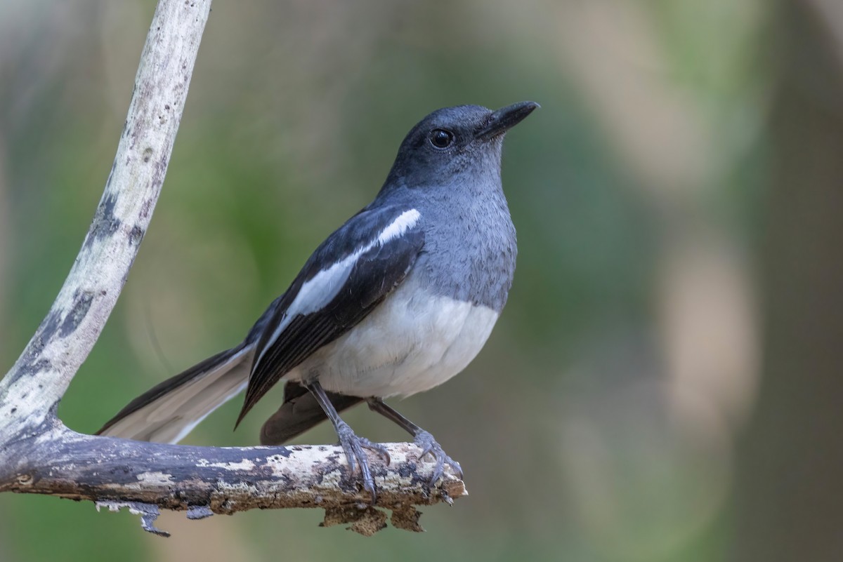 Oriental Magpie-Robin - ML637456337