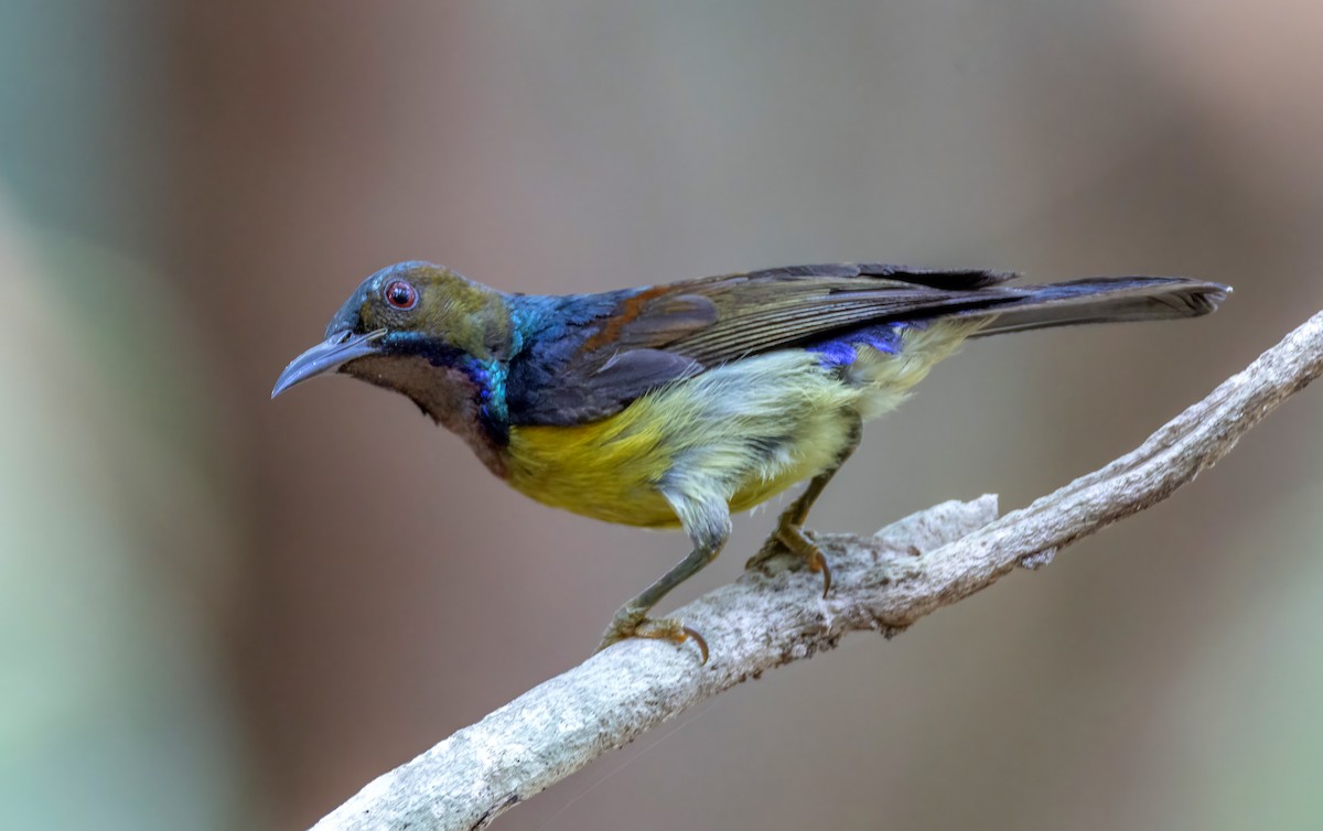 Brown-throated Sunbird - ML637456342