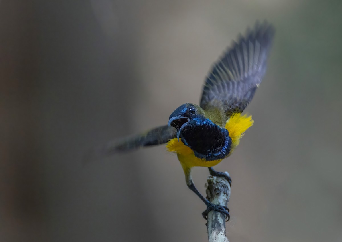 Ornate Sunbird - ML637456348