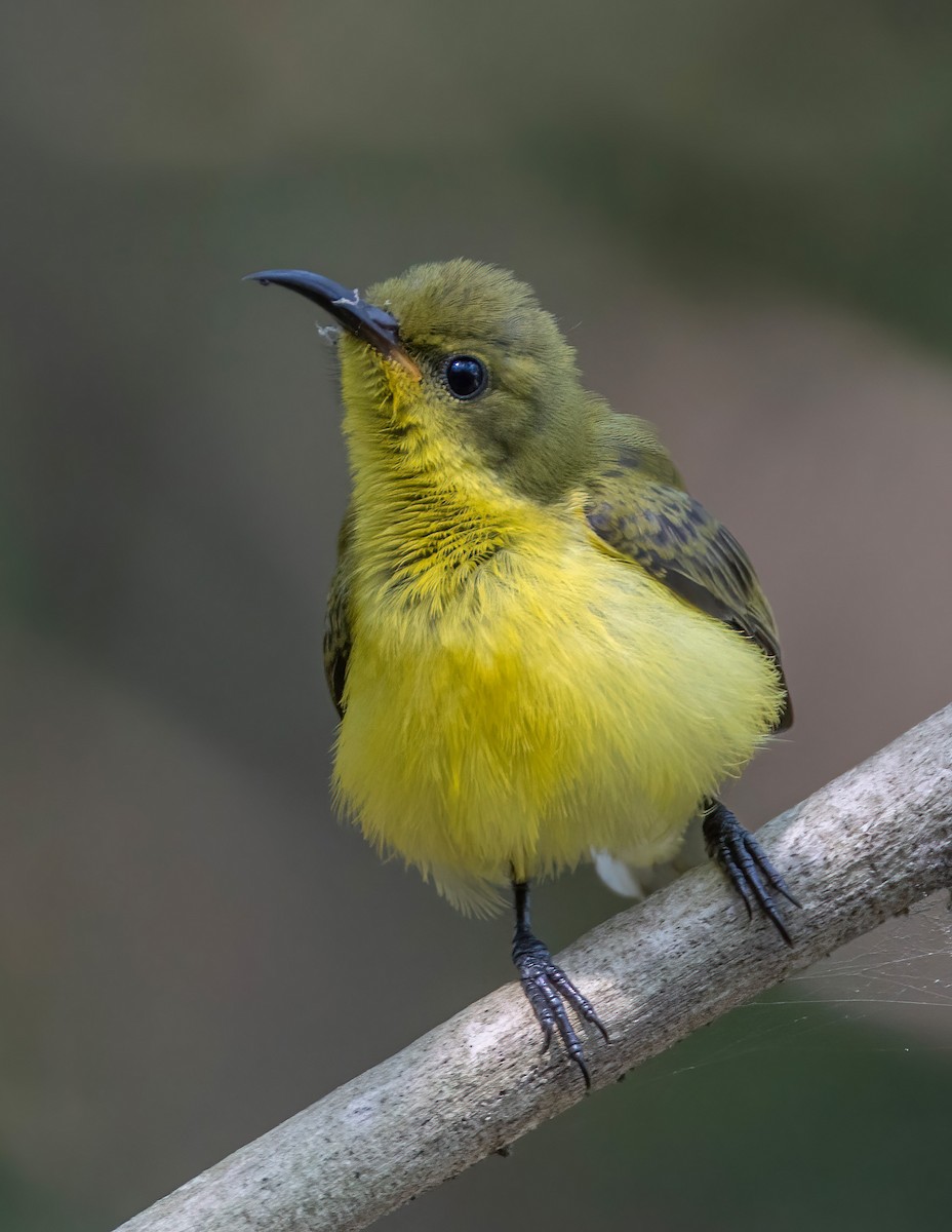 Ornate Sunbird - ML637456349