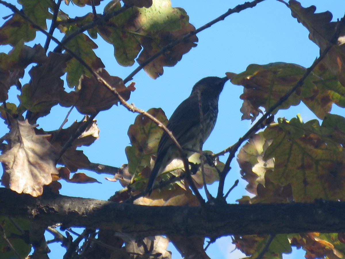 Amethyst Sunbird - ML637456413